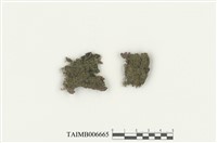 藏品(疏葉附幹苔)的圖片